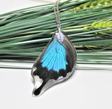 Real Ulysses Wing, Real Wing Necklace, Blue Black Butterfly Necklace, Papilio Ulysses Necklace, Entomology, Butterfly Wing Encased in Resin