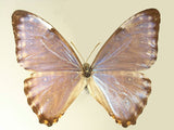 Real Morpho Thamyris v2, Silver Butterfly Necklace, Real Wing Necklace, Iridescent Butterfly Necklace, Lepidoptera Necklace, Entomology,