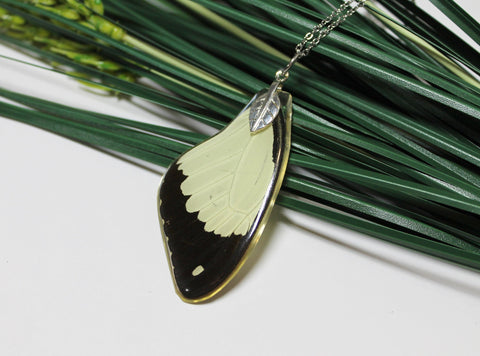 African swallowtail, Mocker Swallowtail,  Flying Handkerchief Wing, Real Wing Necklace, Papilio Dardanus, Preserved Butterfly Wing, Zoology