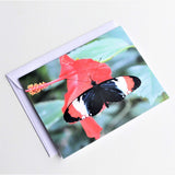 Heliconius Butterfly Greeting Card, Butterfly Card, Butterfly Blank Card, Entomology Card, Insect lover Card, Insect, Lepidoptera Card