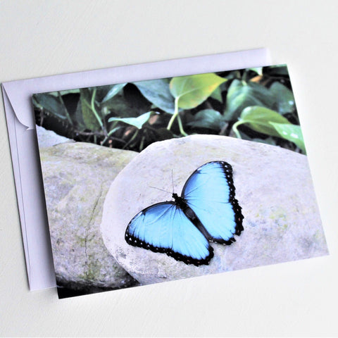 Blue Morpho Butterfly Greeting Card, Butterfly Card, Butterfly Blank Card, Entomology Card, Insect lover Card, Insect Card, Lepidoptera Card