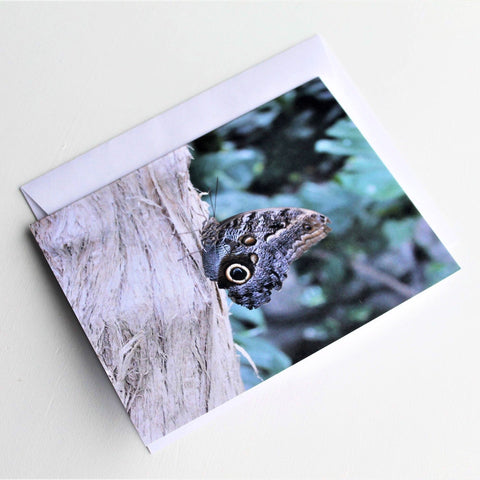 Owl Butterfly Greeting Card, Butterfly Card, Butterfly Blank Card, Entomology Card, Insect lover Card, Insect Card, Lepidoptera Card