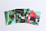 Butterfly Gift Tags Set of Three, Butterfly Paper Tags, Butterfly card, Entomology Card, Insect lover Card, Insect Card, Lepidoptera Card