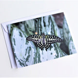 Tailed Jay Butterfly Greeting Card, Butterfly Card, Butterfly Blank Card, Entomology Card, Insect lover Card, Insect, Lepidoptera Card