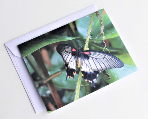 Common Mormon Butterfly Greeting Card, Butterfly Card, Butterfly Blank Card, Entomology Card, Insect lover Card, Insect, Lepidoptera Card