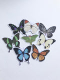 Ulysses Butterfly Sticker, Planner Sticker, Laptop Sticker, Stickers, Craft Stickers, Nature Stickers, Sticker Collector, Blue Butterfly