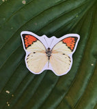 Orange and White Butterfly Sticker, Planner Sticker, Laptop Sticker, Stickers, Craft Stickers, Nature Stickers, Sticker Collector