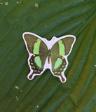 Green Butterfly Sticker, Planner Sticker, Laptop Sticker, Stickers, Craft Stickers, Nature Stickers, Sticker Collector, Swallowtail