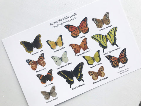 Butterfly Field Guide, South Western Ontario, Butterflies of Canada, Watercolour, Wall Art, Butterfly Lover, Lepidoptera